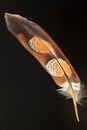 Feather of Copper Pheasant Royalty Free Stock Photo