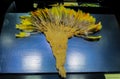 Feather crown of native american indians