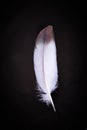 Feather on dark background