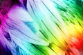 Feather Detail - Colorful Bird Feathers.