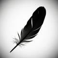 Feather with detailed barbs is centered on a plain white backgroun Royalty Free Stock Photo