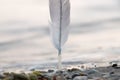 Feather dove on the beach Royalty Free Stock Photo