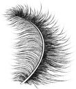 Feather down fluffy Royalty Free Stock Photo