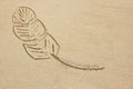 Feather is drawn on the sand. Drawings on the sand. Design with copy space. Top view Royalty Free Stock Photo