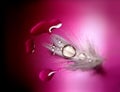 Feather with drop Royalty Free Stock Photo