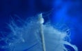 feather drop blue background close-up Royalty Free Stock Photo
