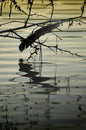 Lost feather over a river at sunset