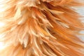 Feather duster on cement background Royalty Free Stock Photo