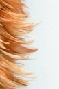 Feather duster Royalty Free Stock Photo