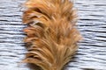 Feather duster Royalty Free Stock Photo