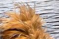Feather duster Royalty Free Stock Photo