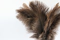 Feather duster close-up on a white background Royalty Free Stock Photo