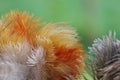 Feather duster detail Royalty Free Stock Photo