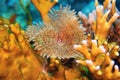 The feather duster sea worm Sabellidae, Red sea Egypt Royalty Free Stock Photo