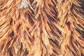 Feather duster texture use for background Royalty Free Stock Photo