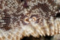 Feather duster worm Royalty Free Stock Photo