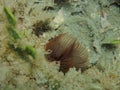 Feather duster worm attached to a rock reef