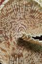 Feather duster worm detail. Royalty Free Stock Photo