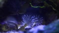 Feather duster worm move tentacles and hunt for plankton food in circular current, popular and demanding pet live on bottom