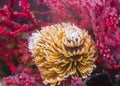 Feather-duster worm with orange extended arms