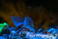 Feather duster worm, popular and demanding pet move tentacles in circular current and hunt for food, healthy active bristleworm