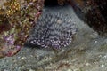 Feather duster worm in the Red Sea. Royalty Free Stock Photo