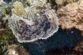 Feather duster worm in the Red Sea. Royalty Free Stock Photo