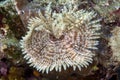 Feather duster worm (sabellastarte indica) in the Red Sea. Royalty Free Stock Photo