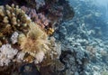 A Feather Duster Worm Sabellastarte indica in the Red Sea