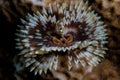 Feather Duster Worm in Indonesia