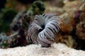 Feather duster worm (Sabellastarte spectabilis)