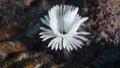 Feather Worm (Sabellidae) underwater