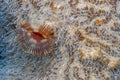 Feather duster worm Royalty Free Stock Photo