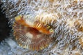 Feather duster worm Royalty Free Stock Photo