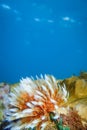 Feather duster worm or tube worm Sabellidae on rocks underwater of Anse a lÃ¢â¬â¢Ane beach, Martinique island, Caribbean sea Royalty Free Stock Photo