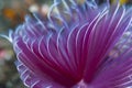 Feather Duster Worms Royalty Free Stock Photo