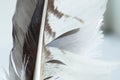 Feather of an eagle Royalty Free Stock Photo