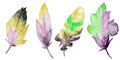 Feather element set. Hand drawn watercolor illustration Royalty Free Stock Photo