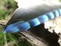 Feather from a eurasian jay Royalty Free Stock Photo