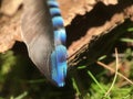 Feather from a eurasian jay Royalty Free Stock Photo