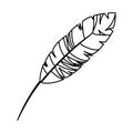 Feather exotic isolated icon Royalty Free Stock Photo