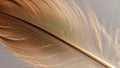 The feather features a central shaft with fine barbs extending outwards Royalty Free Stock Photo