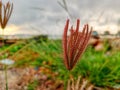 feather fingergrass in the morning view with boleh background of the sea Royalty Free Stock Photo