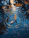 Feather floating on serene water with circular ripples around Royalty Free Stock Photo