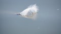 Feather floating on the water abandoned and alone. Light and weightless.