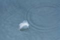 Feather Floating on Water in the Rain Royalty Free Stock Photo