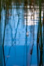 The feather floats on the blue water among the reed stalks with beautiful reflections and a blurred background.