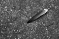 Feather on a floor Royalty Free Stock Photo