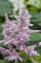 Feather Flower Royalty Free Stock Photo