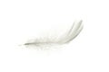 Feather fly. Nature abstract bird feather texture closeup isolated on white background in macro photography, soft focus. Elegant Royalty Free Stock Photo